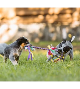 A játék szerepe a kutyák szellemi egészségében