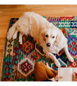 Golden Retriever fajtabemutató – a mosolygós, aranyszívű családtag