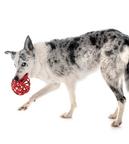 Kutyafajták és jellemzőik