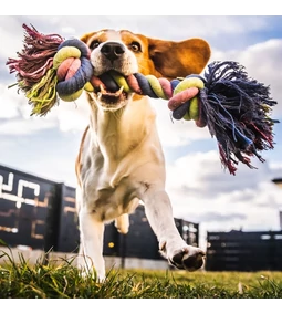 Sport és játék a kutyával