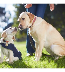 Kutyakommunikáció és viselkedés / dog behavior