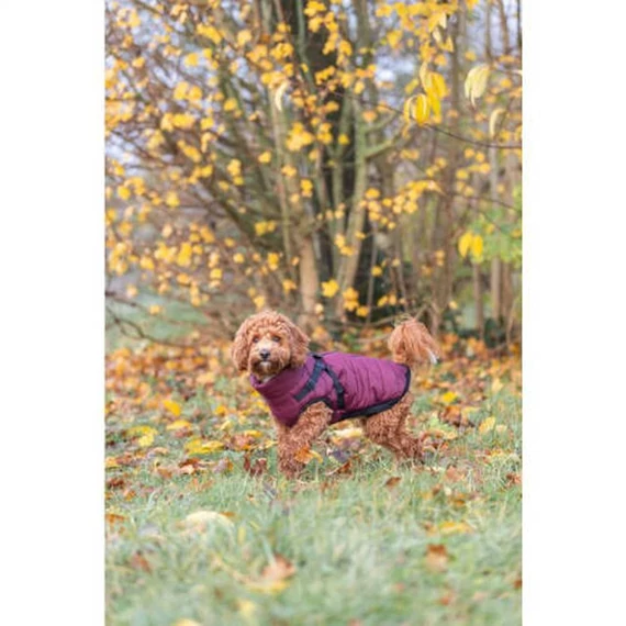 Trixie Pirou téli kabát hámmal, XXS:24 cm, sangria