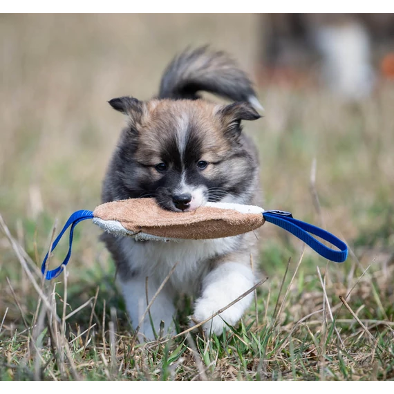 SPORTSK9 SqueekyCutie