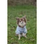 Trixie Rainbow Falls hoodie - kapucnis pulóver (szürke,mintás) kutyák részére (XS) 30cm